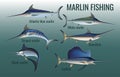 Blue, black, striped and white marlin, swordfish and sailfish Royalty Free Stock Photo