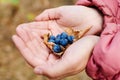 Blue blackthorn berries in the hands of the girl. Royalty Free Stock Photo