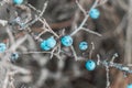 Blue blackthorn berries, thorny thorns in the fall on the branches of a bush