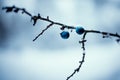 Blue blackthorn berries with winter background. Cold weather. Winter background.