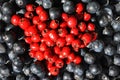 Blue blackthorn ripe berries background and crataegus hawthorn, quickthorn, thornapple, May tree, hawberry in heart shape