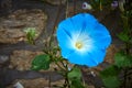 Blue bloom flower in nature Royalty Free Stock Photo