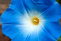Blue bloom flower in nature, close up Royalty Free Stock Photo