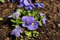 A blue bloom of violets in the ground Royalty Free Stock Photo