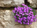 Garden wall made of rough natural stones with blue flowers