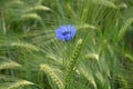 Blue blooming cornflower on a cornfield Royalty Free Stock Photo