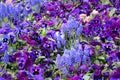 Blue blooming flowerbed, full frame