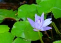 Blue blooming lotus in raindrops Royalty Free Stock Photo