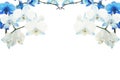 Blue blooming orchids frame