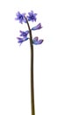 Blue blooming oriental hyacinth isolated on a white background, spring flowers