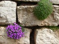 Garden wall made of rough natural stones with plants and flowers