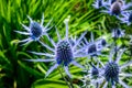 Blue blooms of a flowering Sea Holly plant in a summer garden