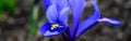 Blue blooms with yellow highlights of a Dwarf Iris flower blooming in a winter garden