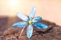 Blue blossom flower spring snowdrop Scilla Squill Royalty Free Stock Photo