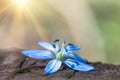 Blue blossom flower spring snowdrop Scilla Squill Royalty Free Stock Photo