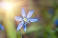 Blue blossom flower spring snowdrop Scilla Squill Royalty Free Stock Photo