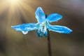 Blue blossom flower spring snowdrop Scilla Squill Royalty Free Stock Photo