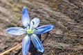 Blue blossom flower spring snowdrop Scilla Squill Royalty Free Stock Photo
