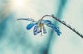 Blue blossom flower spring snowdrop Scilla Squill Royalty Free Stock Photo