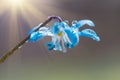 Blue blossom flower spring snowdrop Scilla Squill Royalty Free Stock Photo