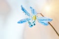 Blue blossom flower spring snowdrop Scilla Squill Royalty Free Stock Photo