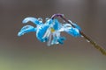 Blue blossom flower spring snowdrop Scilla Squill Royalty Free Stock Photo