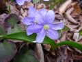 Blue blossom flowers spring snowdrops. Nature background. Royalty Free Stock Photo