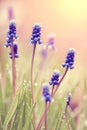 Blue blossoming muskari Royalty Free Stock Photo