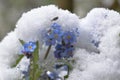 Forget-me-not Myosotis in the snow Royalty Free Stock Photo