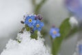 Blossoms of forget-me-not in the snow Royalty Free Stock Photo