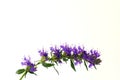 Blue blossoms of Hyssop