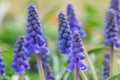 Blue blossoms of muscari flower