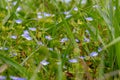 Blue blossoms of persian speedwell, also called Veronica persica or Persischer Ehrenpreis Royalty Free Stock Photo