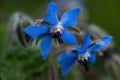 Blue blossoms of starflower Borago officinalis Mediterranean herb, the flowers produce copious nectar while blooming and are