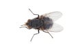 Blue blowfly isolated on white background, Calliphora vicina Royalty Free Stock Photo