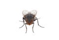 Blue blowfly isolated on white background, Calliphora vicina