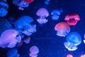 Blue Blubber Catostylus mosaicus. Multicolored jellyfish on blue background Royalty Free Stock Photo