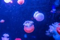 Blue Blubber Catostylus mosaicus. Multicolored jellyfish on blue background Royalty Free Stock Photo