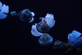 blue blubber jelly fish underwater