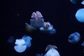 blue blubber jelly fish underwater