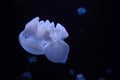 blue blubber jelly fish underwater