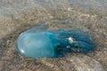 Blue blubber or Jelly Blubber Jellyfish Catostylus mosaicus wash up on shore during the Jellyfish season Royalty Free Stock Photo