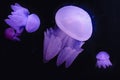 Blue Blubber jellyfish catostylus mosaicus Royalty Free Stock Photo