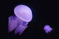 Blue Blubber jellyfish catostylus mosaicus Royalty Free Stock Photo