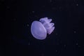 Blue blubber jellyfish in the dark water