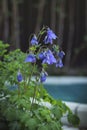 The blue bluebell blooms beautifully in summer
