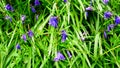 Blue bluebells close-up in spring in Alpes Mancelles