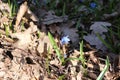 Blue blueflowers primroses bloom in the spring forest Royalty Free Stock Photo