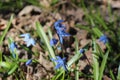 Blue blueflowers primroses bloom in the spring forest