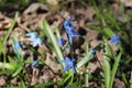 Blue blueflowers primroses bloom in the spring forest